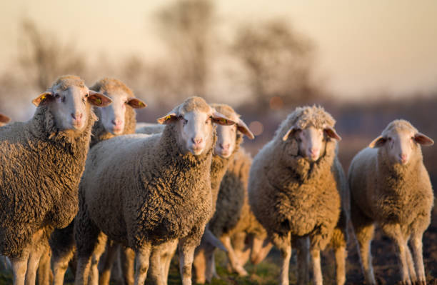 istock Group of sheep on farmlnd 912152816