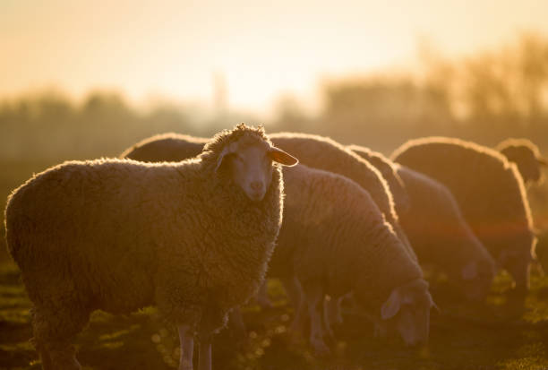 istock Group of sheep on farmlnd 912152980
