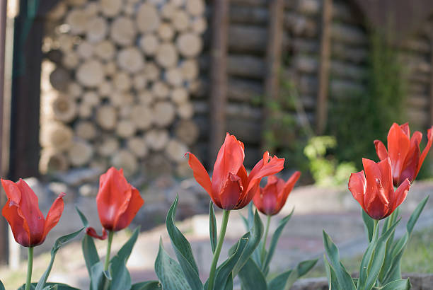 Tulipanes rojos - foto de stock