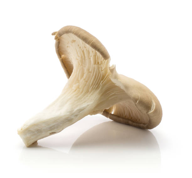 istock Oyster mushroom isolated on white 912155458