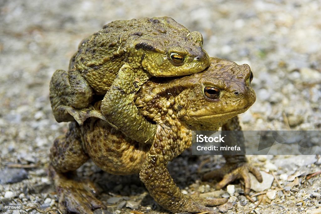Frog's Liebe - Lizenzfrei Frosch Stock-Foto