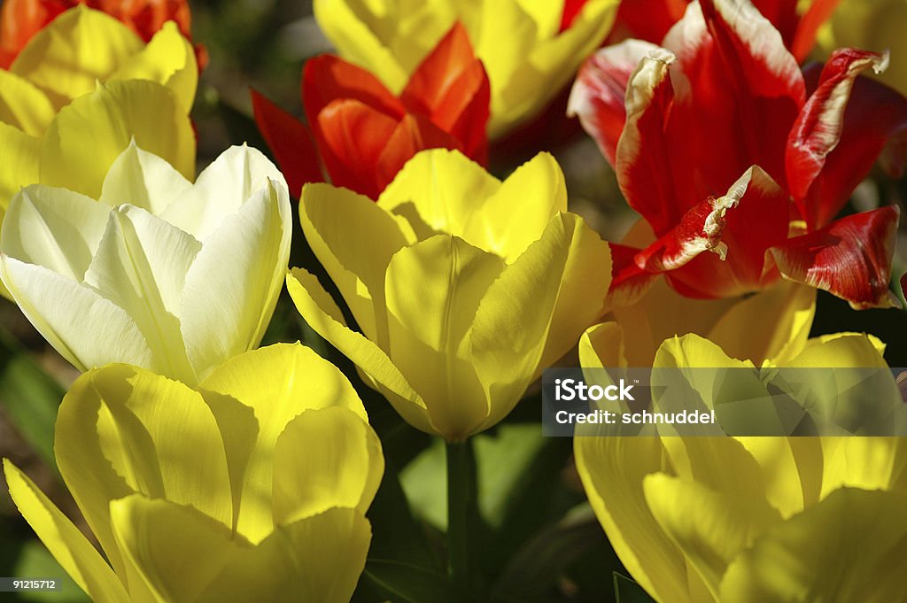 Kolorowe tulipany - Zbiór zdjęć royalty-free (Bez ludzi)
