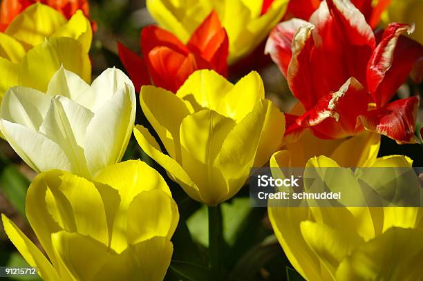 Kolorowe Tulipany - zdjęcia stockowe i więcej obrazów Bez ludzi - Bez ludzi, Biały, Bukiet