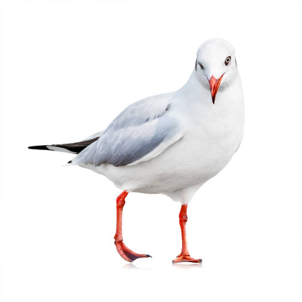 istock Seagull isolated on white background. White bird for your design. Wink emotion. 912157698