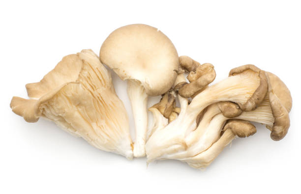 istock Oyster mushroom isolated on white 912158324
