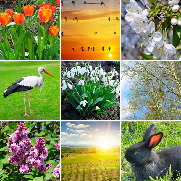 istock Flowering flowers, trees and migratory birds. Collage on the theme of spring. 912159428