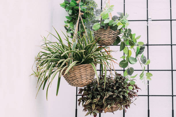 Hanging baskets with green plants stock photo