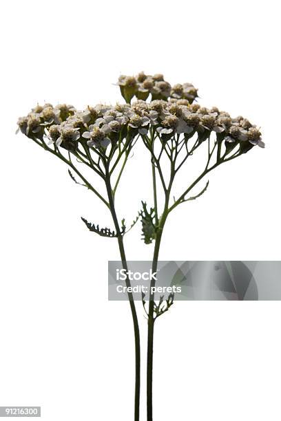 Schafgarbe Nahaufnahme Stockfoto und mehr Bilder von Baumblüte - Baumblüte, Blatt - Pflanzenbestandteile, Blume