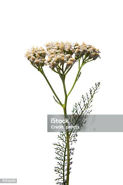 Photo libre de droit de Millefeuille banque d'images et plus d'images libres de droit de Millefeuille - Millefeuille, Fleur sauvage, Fond blanc