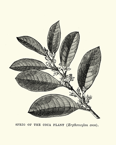 Vintage engraving of a Sprig of the Coca Plant, Erythroxylum coca