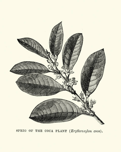 Sprig of the Coca Plant, Erythroxylum coca Vintage engraving of a Sprig of the Coca Plant, Erythroxylum coca coca leaf stock illustrations