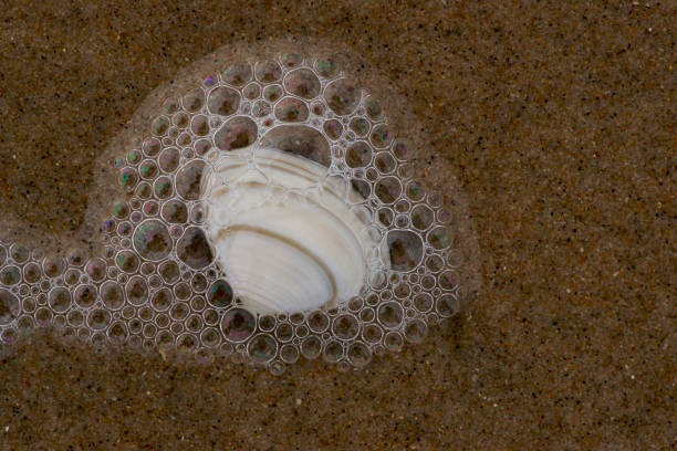 istock Close-up white sea shell with foam bubbles 912163522