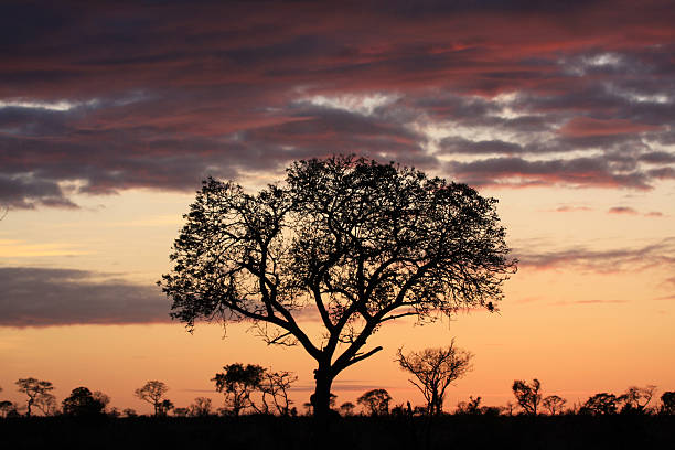 istock Sunrise in Kruger Park, South Africa 91216573