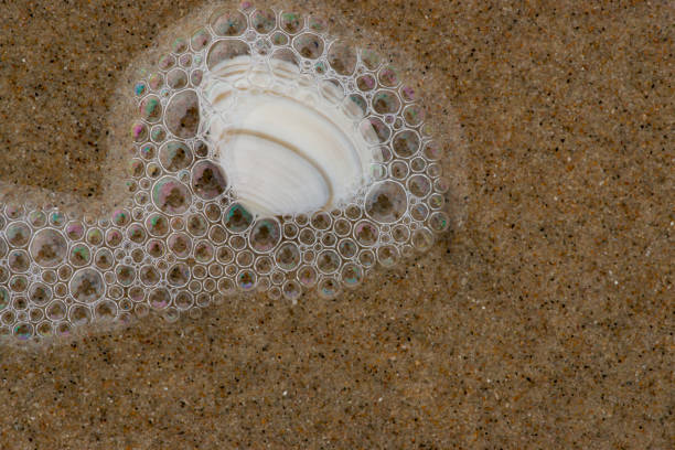 Close-up white sea shell with foam bubbles
