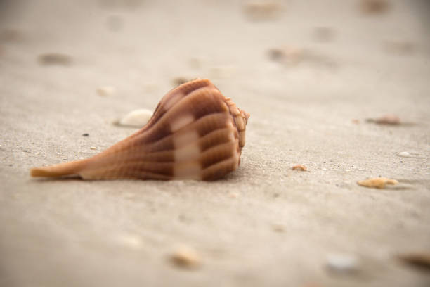 Shell on Lovers Key in Bonita Springs in Florida