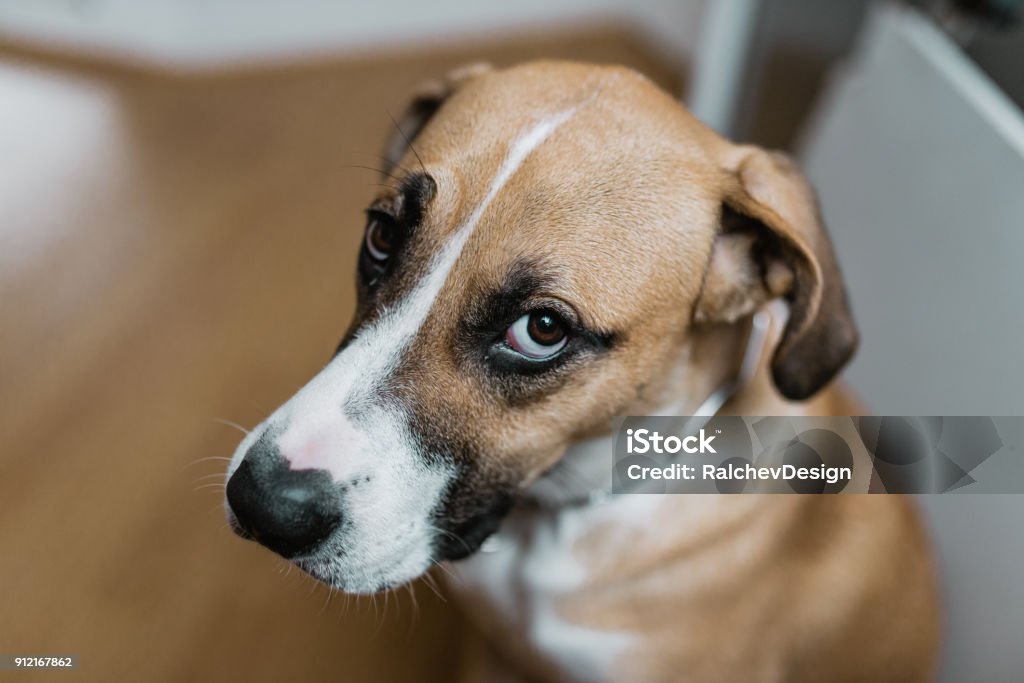 Guilty dog looking at you Dog Stock Photo