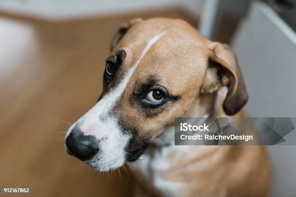 Guilty Dog Looking At You Stock Photo - Download Image Now - Dog, Sadness, Guilty