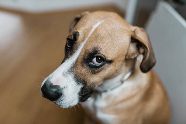 guilty dog looking at you - huge eyes imagens e fotografias de stock