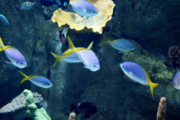 istock Colorful Fish in the Aquarium 912167892