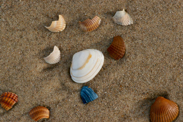 istock Close-up of sea shells 912167942
