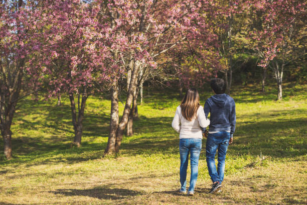 istock Young couple walking in the park and looking cherry blossoms tree 912171338