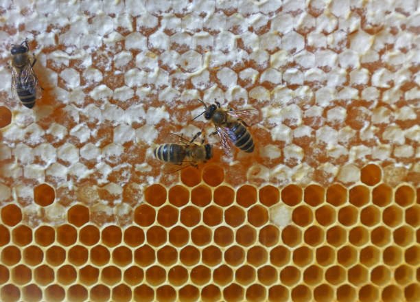 istock Close-Up Of Honey Bees On Comb 912173948