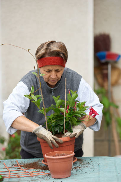 istock senior woman enjoy gardening 912180588