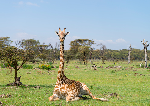 Close-up of giraffe sitting and looking at camera.