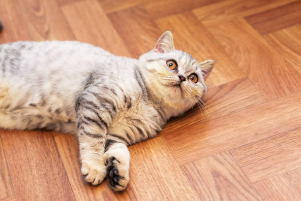 istock Funny little grey scottish cat lying on the floor 912190272