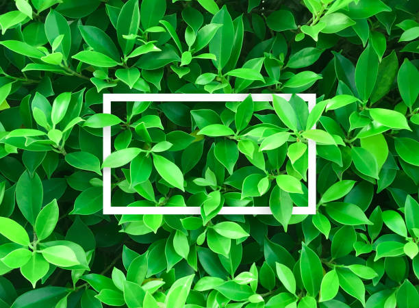 istock Top view of Creative layout made leaves with paper card note. Concept Nature idea background, Flat lay and copy paste 912200884