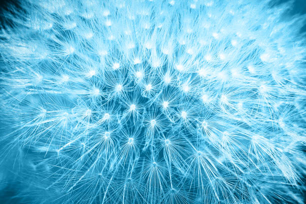 istock Tender soft colors blue styled dandelion flower macro background 912207896
