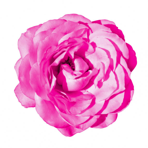 istock Pink tender rose flower macro isolated on white 912208840