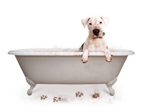 Funny photo of dirty dog in bathtub with paws hanging over edge