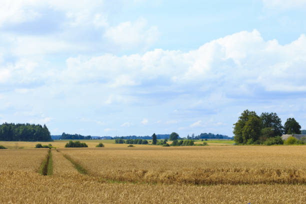 istock The photo shows the farmlands. 912209054