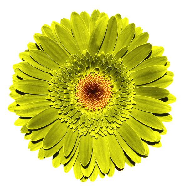 istock Surreal dark chrome golden gerbera flower macro isolated on white 912209104