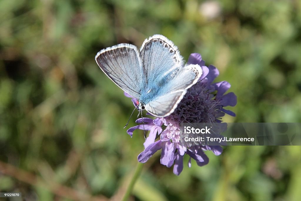 Серебряный-бабочки с заклепками, Plebejus argus - Стоковые фото Бабочка роялти-фри