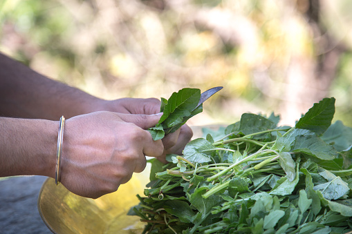 Man hand cutting raw green vegetable on village utensil