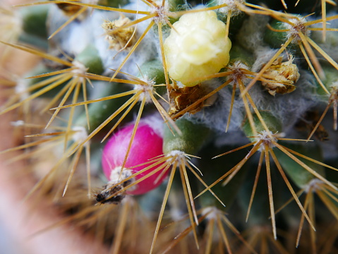 Cactus, Pear, Plant, Prickly Pear Cactus, Ripe