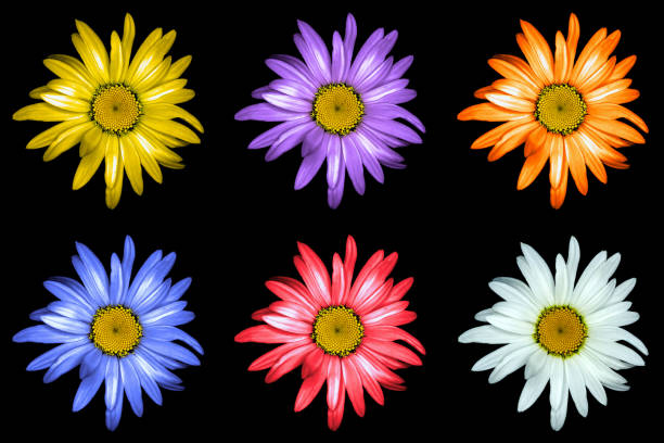 istock Pack of colored golden-daisy flowers macro isolated on black 912211918