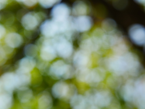 Tree, Formal Garden, Forest, Summer, Springtime