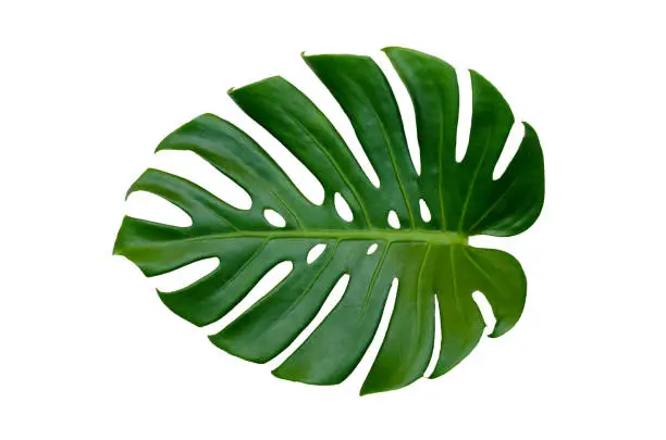 Photo of Monstera leaves leaves with Isolate on white background Leaves on white