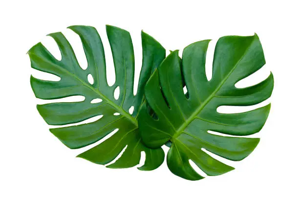 Photo of Monstera leaves leaves with Isolate on white background Leaves on white