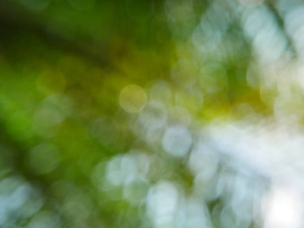 Green tree and sunlight abstract blur background style Tree, Forest, Treelined, Formal Garden, Plant forest flower dapple gray sunlight stock pictures, royalty-free photos & images