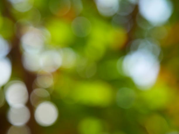 Green tree and sunlight abstract blur background style Tree, Forest, Treelined, Formal Garden, Plant forest flower dapple gray sunlight stock pictures, royalty-free photos & images