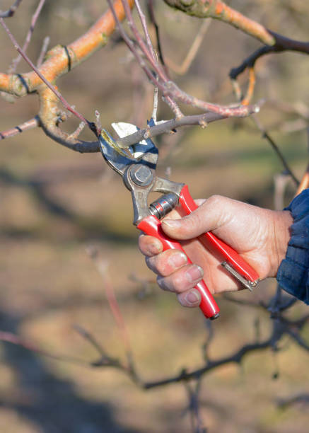 istock Pruning of apple trees with secateurs in the orchard 912222636