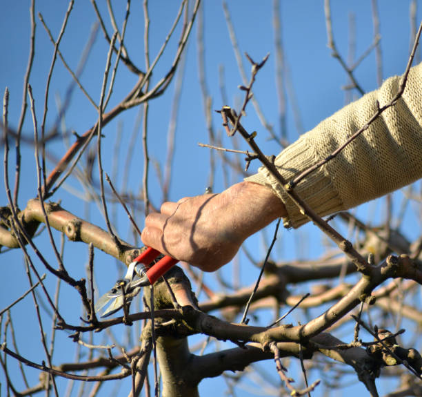 istock Pruning of apple trees with secateurs in the orchard 912222638