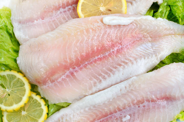 istock Pangasius hypophthalmus Iridescent shark 912223392