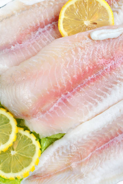 istock Pangasius hypophthalmus Iridescent shark 912223406