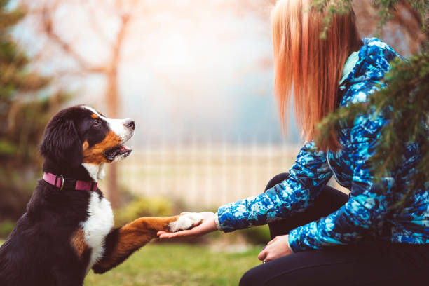 istock Happines is a warm puppy 912223590