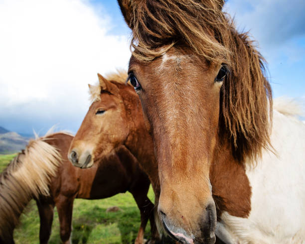 istock Ponies of Iceland 912227800